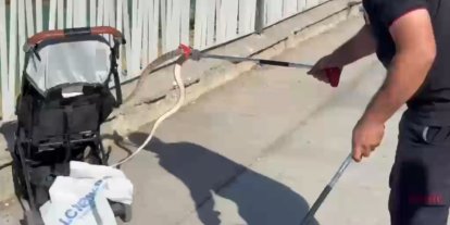 Şanlıurfa’da ağaçtan bebek arabasına yılan düştü