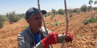 Şanlıurfa’da fıstık aşılama dönemi başladı