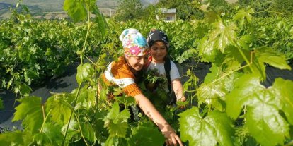 Erzincan’da üzümden önce yaprak hasadı başladı
