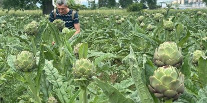 Milyonlarca liralık konutların arasında tarımsal üretim mücadelesi