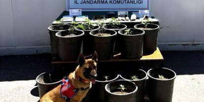 Saksıda yetiştirilen uyuşturucu fide aşamasında ele geçirildi