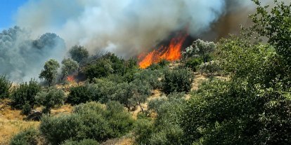 Söke’de yol kenarında çıkan yangın zeytinliğe sıçradı