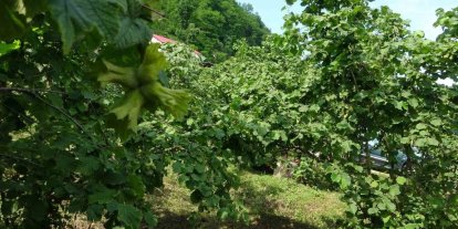 Giresun’da kahverengi kokarcaya karşı samuray arıları doğaya salındı
