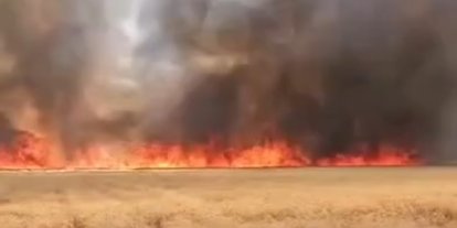Harran’da 300 dönümlük buğday tarlasında yangın