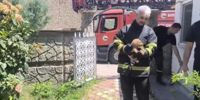 Batman’da fabrika duvarına sıkışan köpek kurtarıldı, işçiler hayvanı sahiplendi