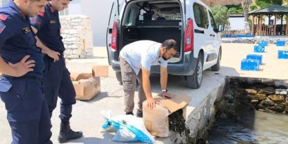 Aydın’da 60 kilo canlı yengeç ele geçirildi