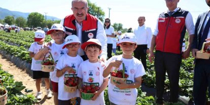Meşhur Yenice çileğinin hasadı yapıldı
