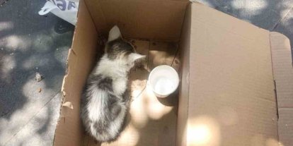Siirt’te reklam panosuna sıkışan yavru kedi AFAD ekiplerince kurtarıldı