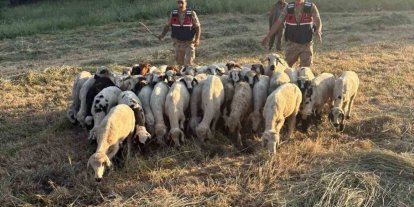 Tunceli’de kayıp küçükbaş hayvanlar dron desteğiyle bulundu