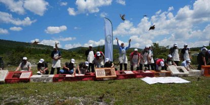 Kastamonu’da doğaya bin 200 kınalı keklik salındı