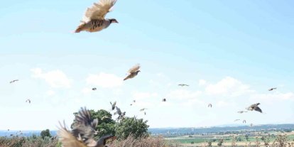 Çanakkale’de 1000 kınalı keklik doğaya salındı