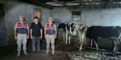 Kayıp büyükbaş hayvanlar jandarma ekiplerince bulundu