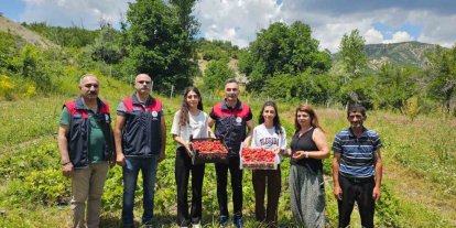 Tunceli’de kadın üreticilerin çilek hasadı yüz güldürdü