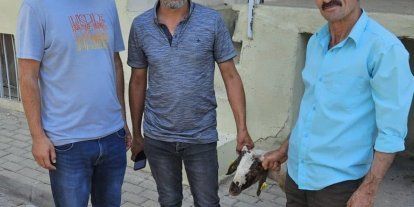 Kapılara toslayan kuzunun sahibi küpesinden bulundu