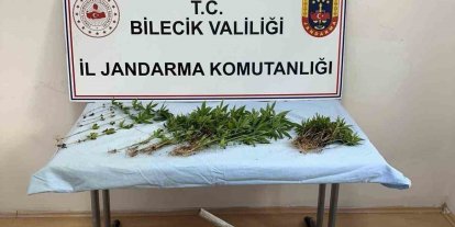 Ormanlık arazide kenevir ekimi yapan şahıs ektikleri sularken yakalandı