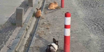Atakum sahilinde tavşanlar dikkat çekti