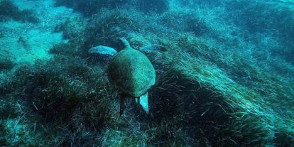 Bodrum’un su altı ekosistemini haritalama çalışmaları sürüyor