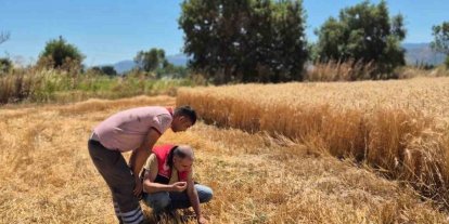 Havran’da hububat hasat kontrolleri yapılıyor