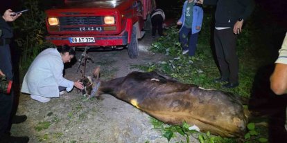 Artvin’de uçuruma yuvarlanan inek ekiplerin çabasıyla kurtarıldı