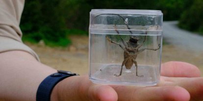 Kuzuyayla’da doğa adım adım tarandı