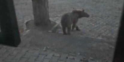 Kars’ta oteller bölgesine inen boz ayıyla vatandaşın diyaloğu gülümsetti