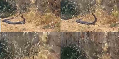 2 metrelik yılanların dansını kedi izledi