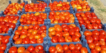 Meşhur Kemerdamları domatesinde hasat başladı