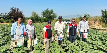 Koçarlı, Aydın’ın bamya üretimindeki liderliğini sürdürüyor