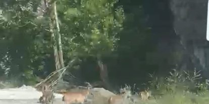 Malatya’da yaban keçileri karayolunda görüntülendi
