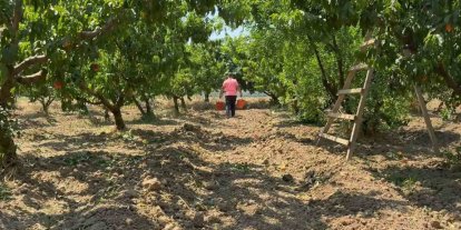 Bursa şeftalisinde hasat başladı