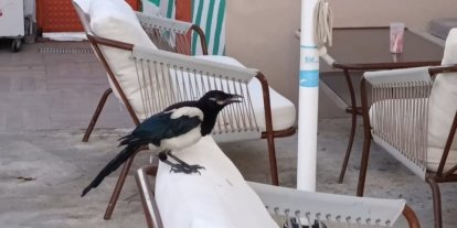 Sevimli saksağan Tekirdağlıların maskotu haline geldi
