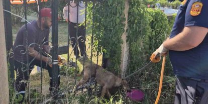 Parmaklıklara sıkışan köpek kurtarıldı