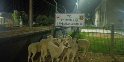 Koçarlı’da 15 koyun evin bahçesinden çalındı