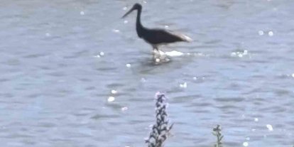 Çoruh Nehri’nde balık avlayan kara leylek kamerada
