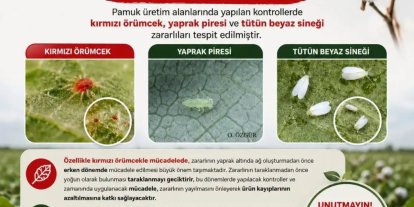 Aydınlı pamuk üreticilerine zararlı uyarısı