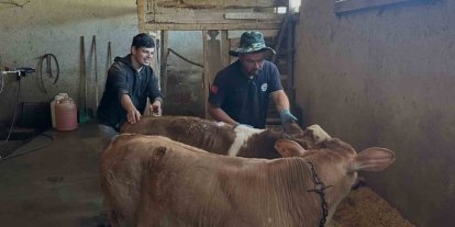 Aydıntepe’nin 8 köyünde buzağı küpeleme ve aşılama çalışmaları tamamlandı