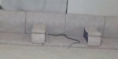 Derecik’te misafir bekleyen ailenin evine yılan girdi
