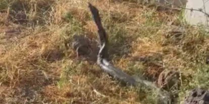 Sıcak hava devasa yılanları ortaya çıkardı