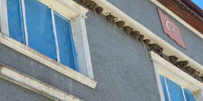 Kırlangıç yuvalarını bozmayıp pencereleri naylonla kapladılar