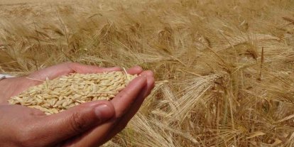 Yozgat’ta arpa hasadı başladı