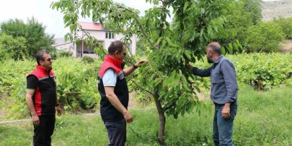 Erzincan’da kiraz hasadında bereketli sezon