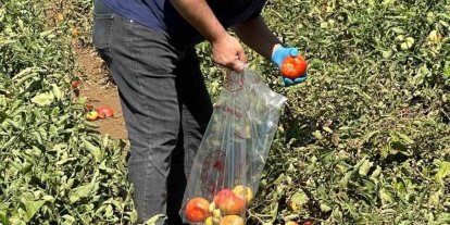 Köşk’te domateste hasat öncesi ilaç kalıntısı denetimi başladı