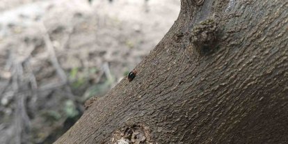 Narenciyede zararlılara karşı faydalı böcek seferberliği