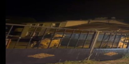 Sarıkamış’ta bu kez roller değişti: Vatandaş dışarıda bekledi, ayılar bahçede misafir oldu