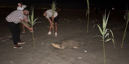 Caretta carettayı yuva yaparken gören gençler, duyarlılık gösterdi önlem aldı