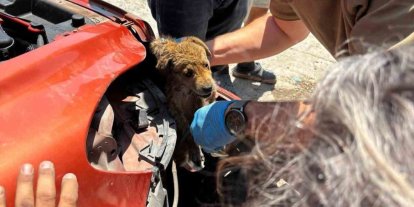 Araç tamponuna sıkışan yavru köpeği veteriner hekimler kurtardı