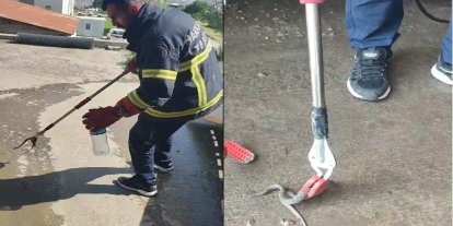 Hakkari’de aracın motor bölmesine giren yılan çıkarıldı