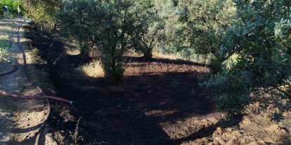 Bilecik’te zeytin tarlasında çıkan yangın korkuttu