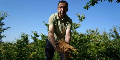 Kestane çiçeklerinde hasat başladı: Antioksidan deposu çay oluyor
