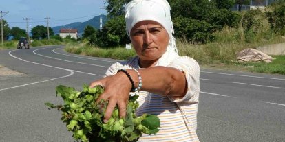 Ordu’da taze fındık tezgahlarda: Kilosu 200 lira
